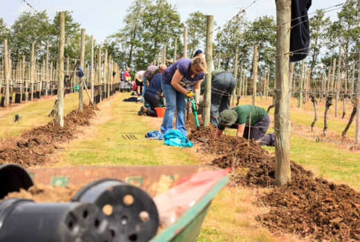 Planting