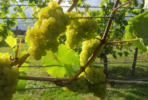 green grapes bunches hanging on a vine
